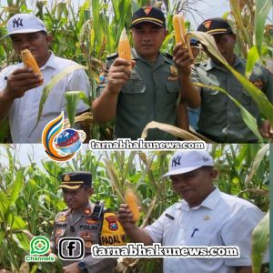 IMG-20250228-WA0001_copy_828x828-300x300 Panen Raya Jagung Tahap 1 Dalam Rangka Mendukung Ketahanan Pangan
