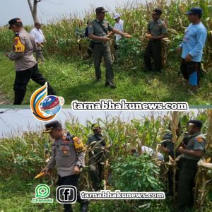 IMG-20250228-WA0002_copy_744x744-300x300 Panen Raya Jagung Tahap 1 Dalam Rangka Mendukung Ketahanan Pangan